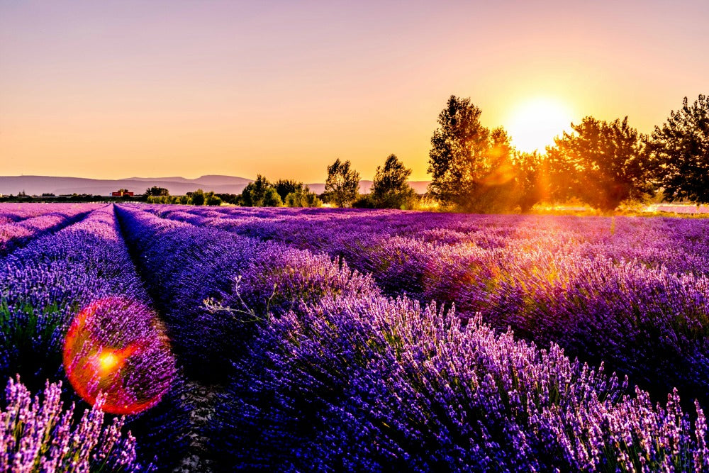 Scent Spotlight on: Lavender