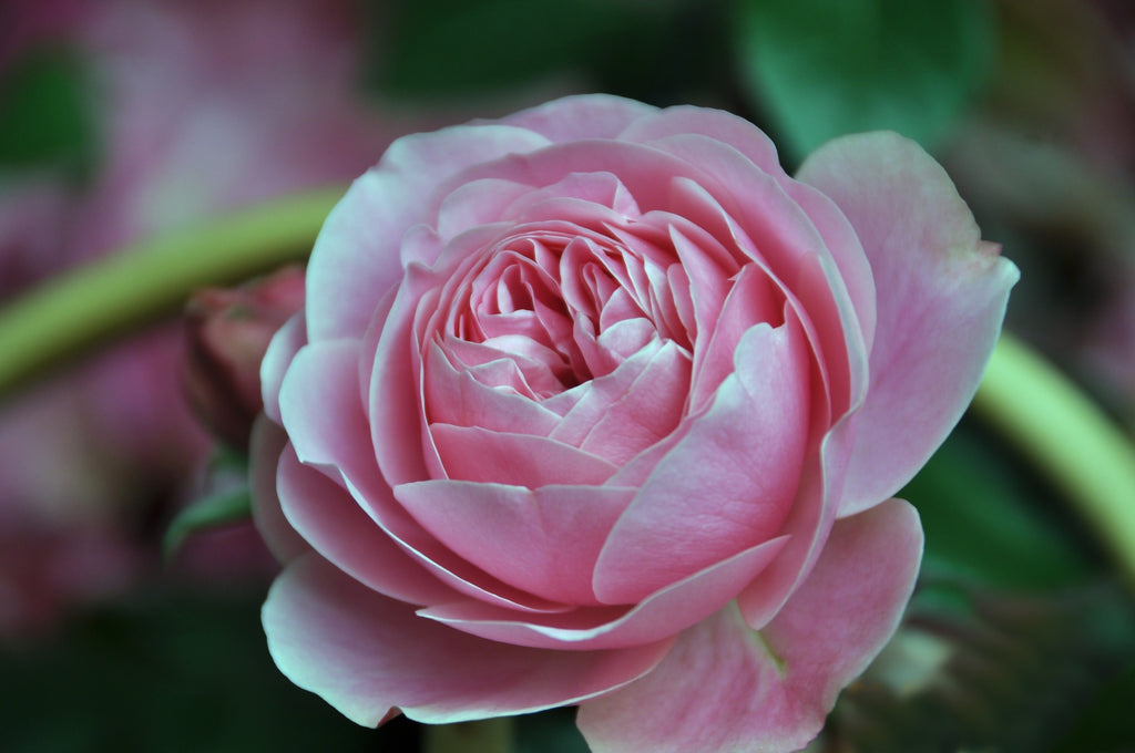 Scent Spotlight On: Rose