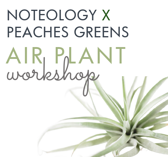 Noteology x Peaches Greens Air Plant Workshop