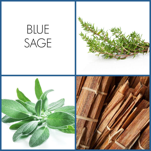 Blue Sage | Noteology